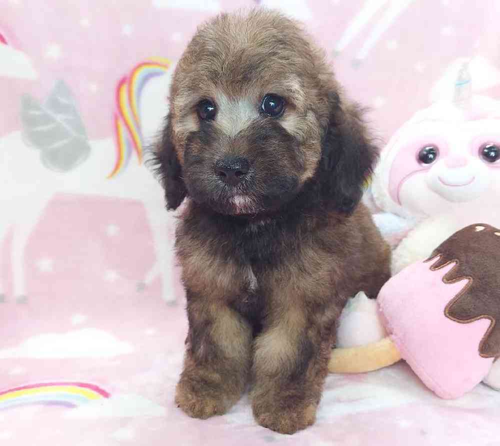 Female Mini Goldendoodle Puppy for sale