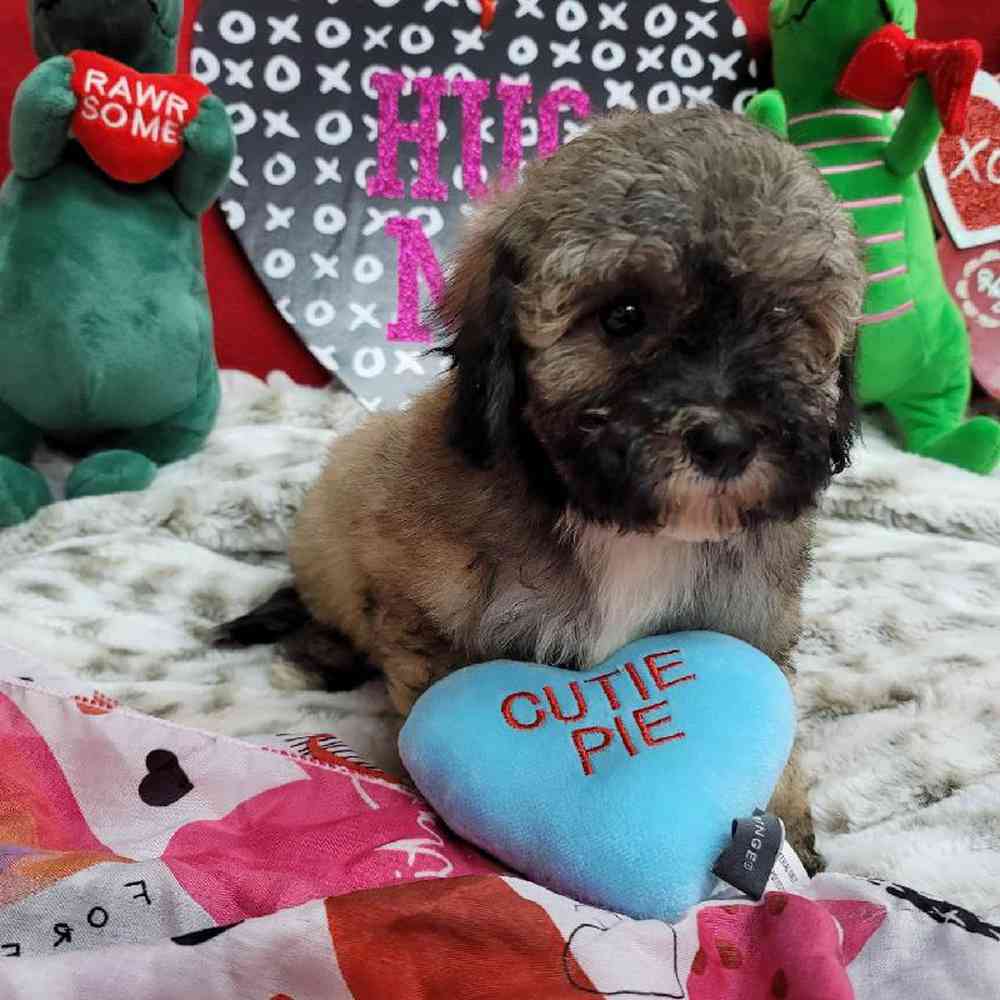 Female Bichonpoo Puppy for Sale in Virginia Beach, VA