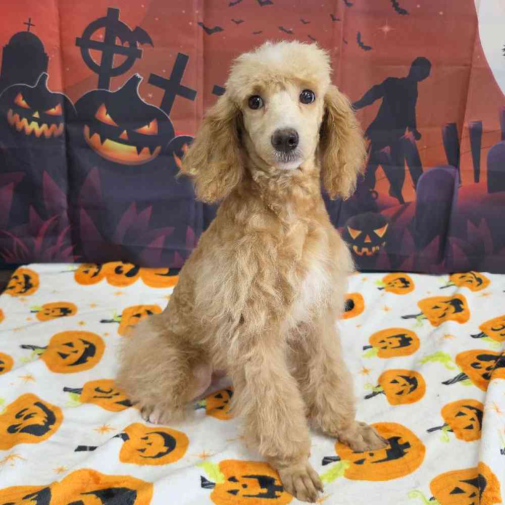 Female Poodle Puppy for Sale in Virginia Beach, VA