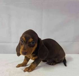 Dachshund