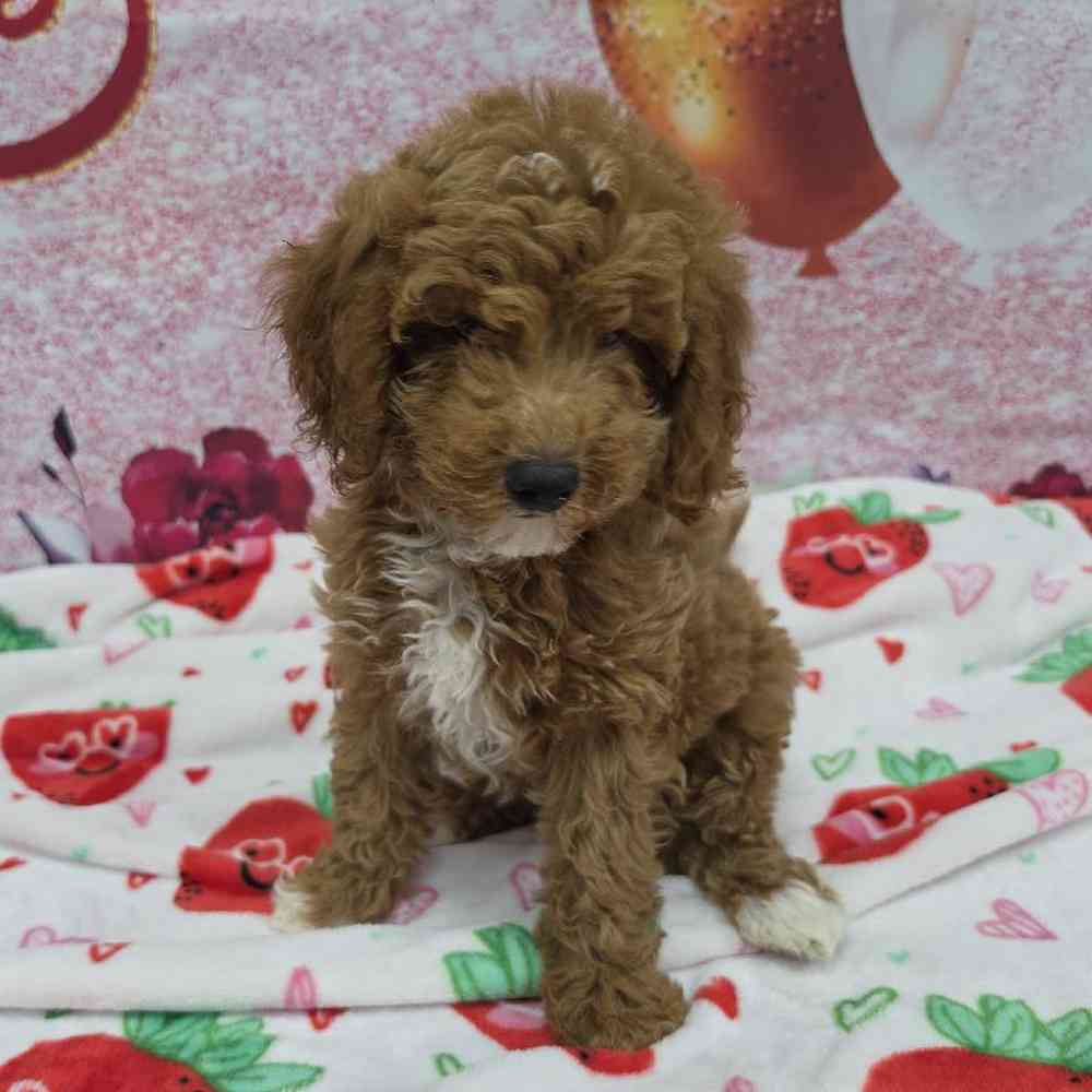 Female Mini Goldendoodle Puppy for Sale in Virginia Beach, VA