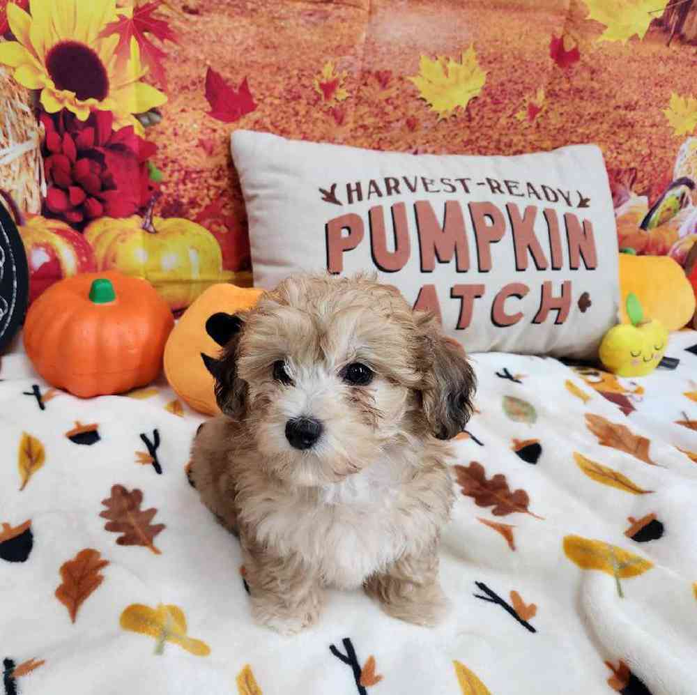 Male Bichonpoo Puppy for Sale in Virginia Beach, VA