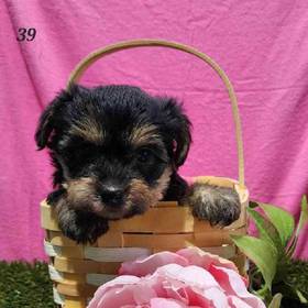 Yorkie-Poo