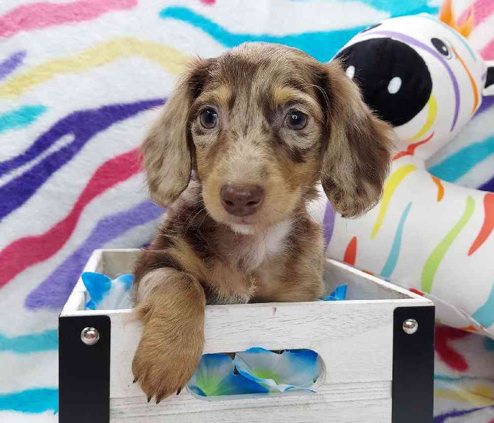 Male Dachshund Puppy for sale