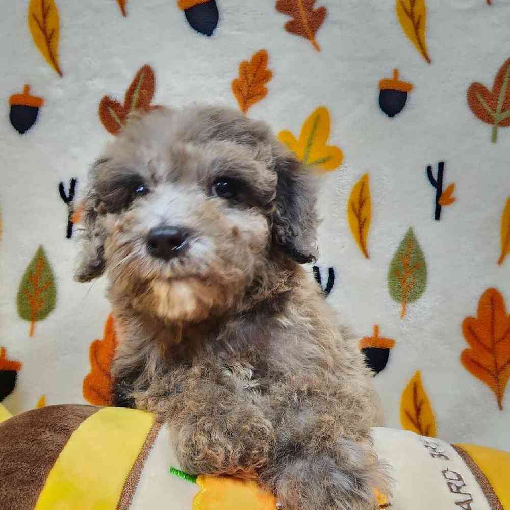 Male Mini Poodle Puppy for sale