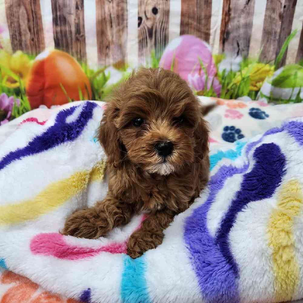 Female Cavapoo Puppy for Sale in Virginia Beach, VA
