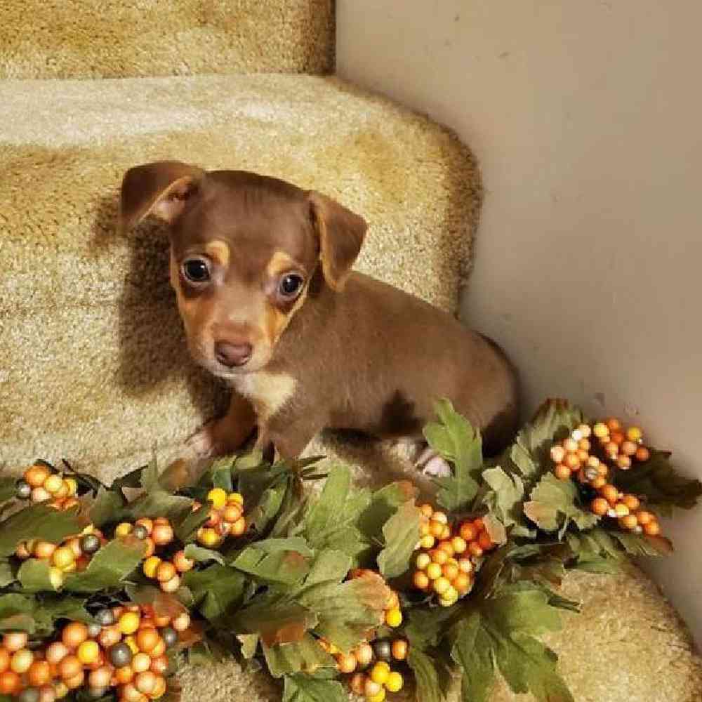 Male Rat-Chi Puppy for sale