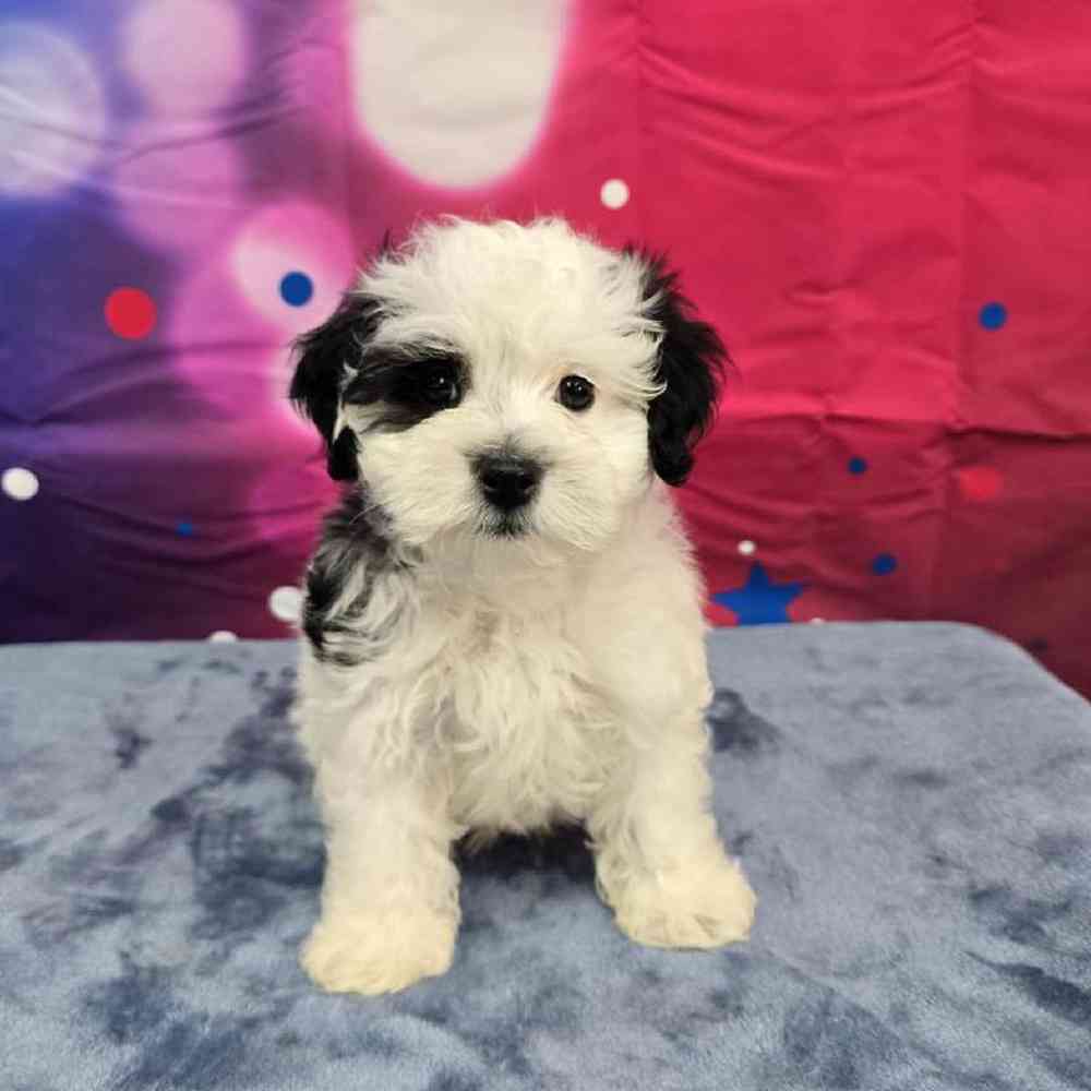 Male Maltipoo Puppy for Sale in Virginia Beach, VA