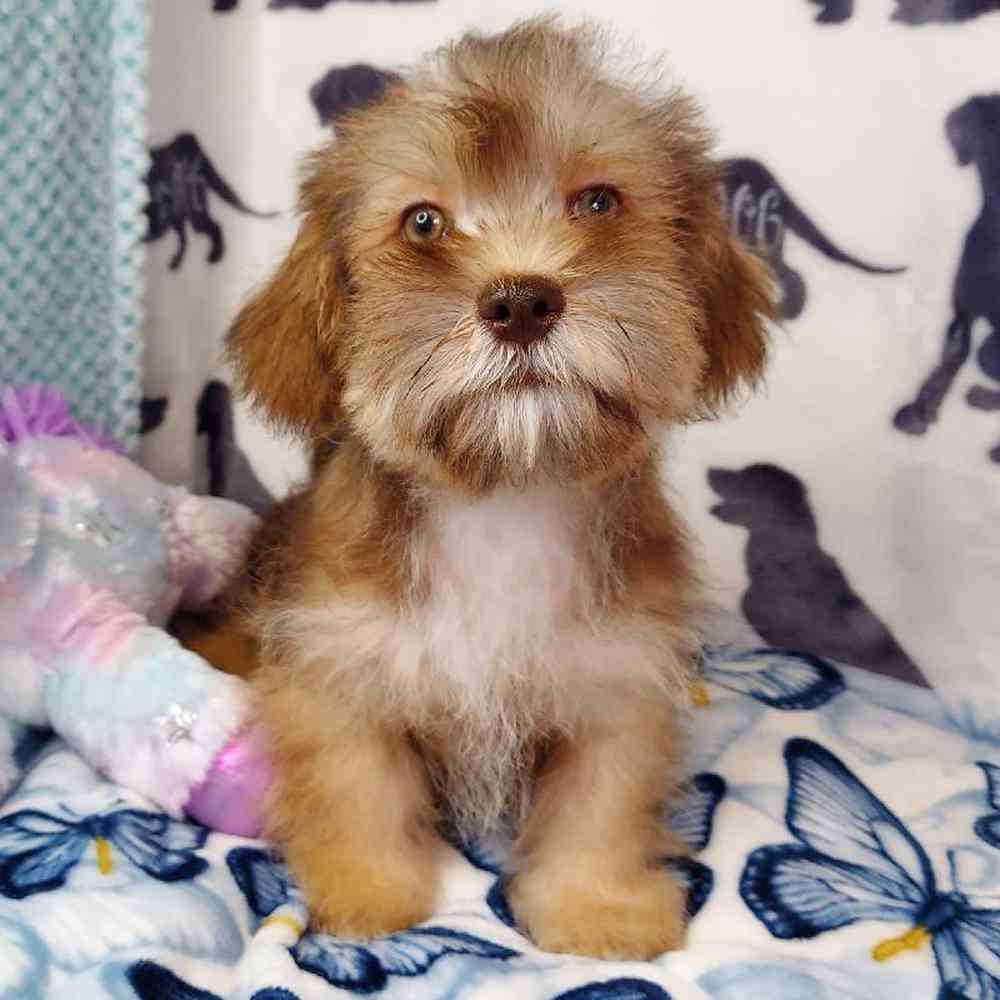 Male Shih Tzu/ Mini Schnauzer Puppy for sale