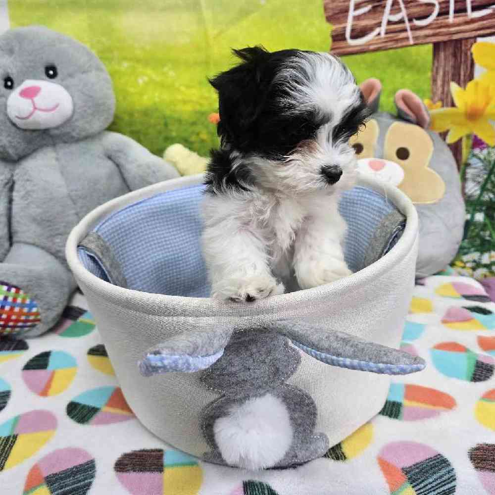 Female Coton De Tulear Puppy for Sale in Virginia Beach, VA