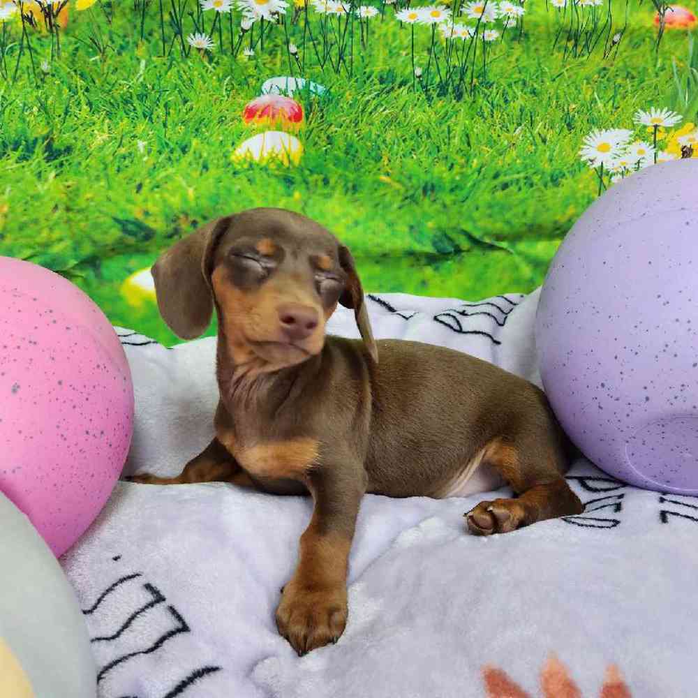 Male Dachshund Puppy for Sale in Virginia Beach, VA