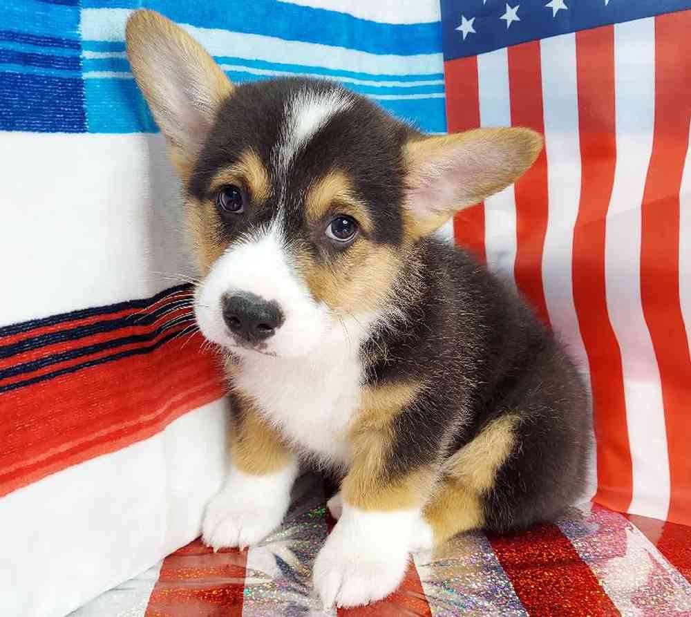 Male Pembroke Welsh Corgi Puppy for sale