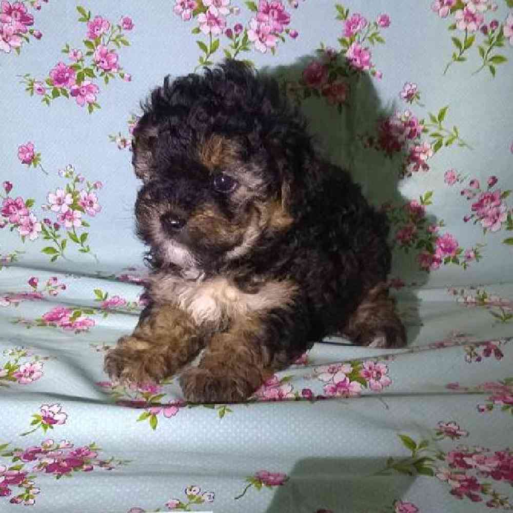 Female Morkiepoo Puppy for sale