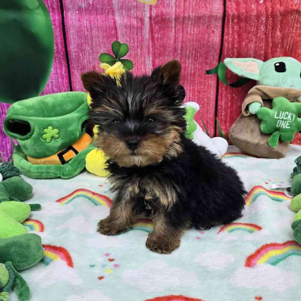 Male Yorkie Puppy for Sale in Virginia Beach, VA
