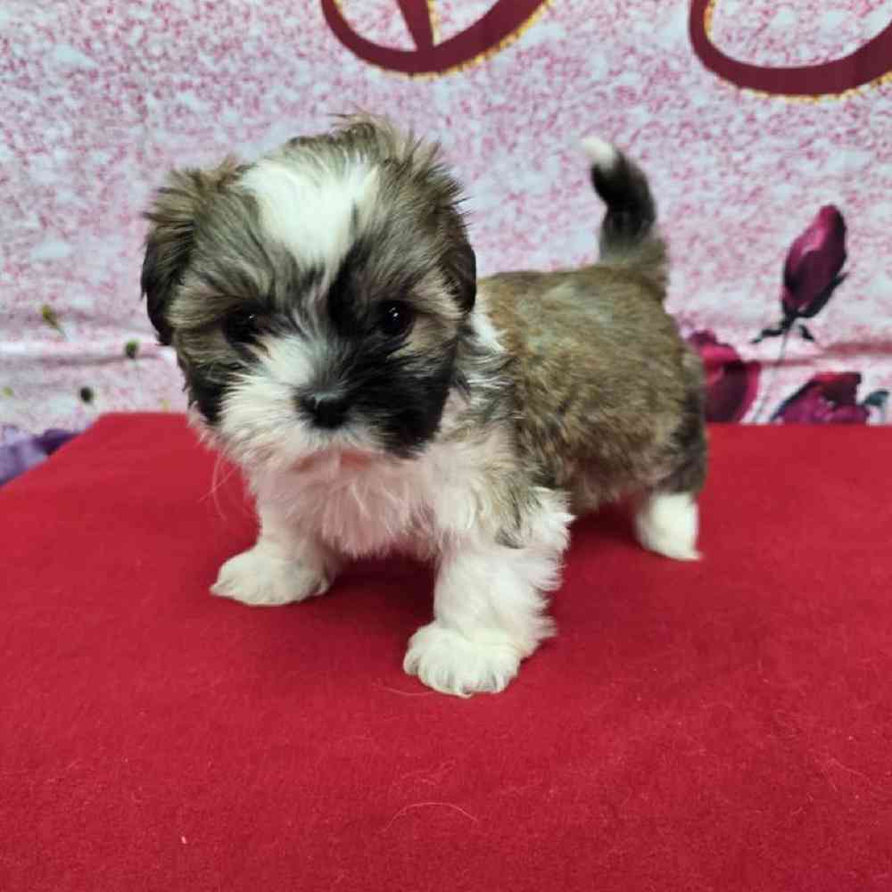 Female Shih Tzu Puppy for Sale in Virginia Beach, VA