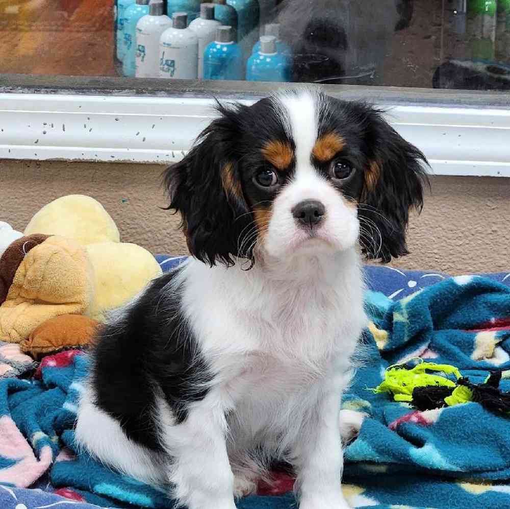 Male Cavalier King Charles Spaniel Puppy for Sale in Virginia Beach, VA