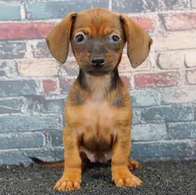 Chiweenie