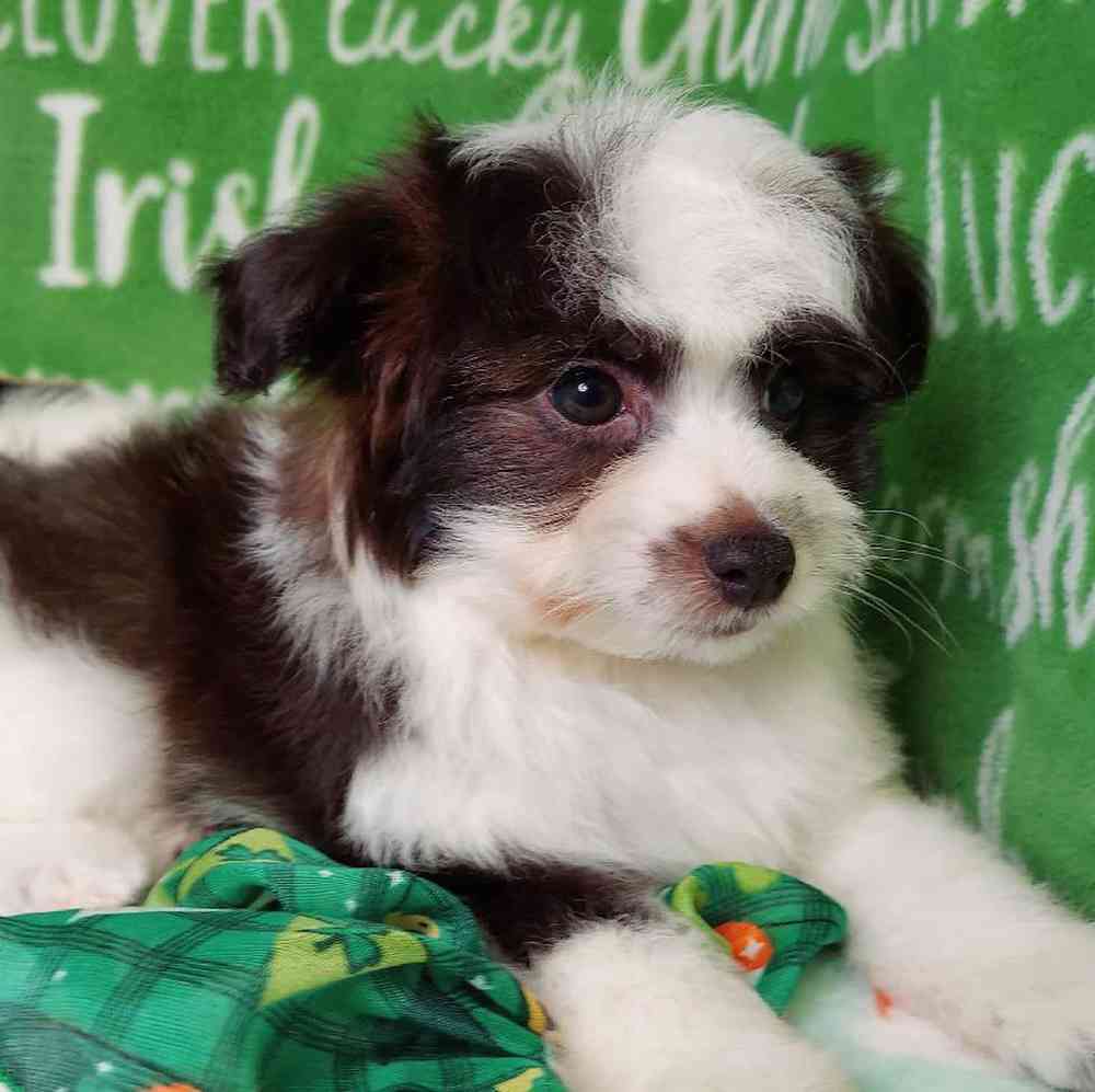 Male Papipoo Puppy for sale