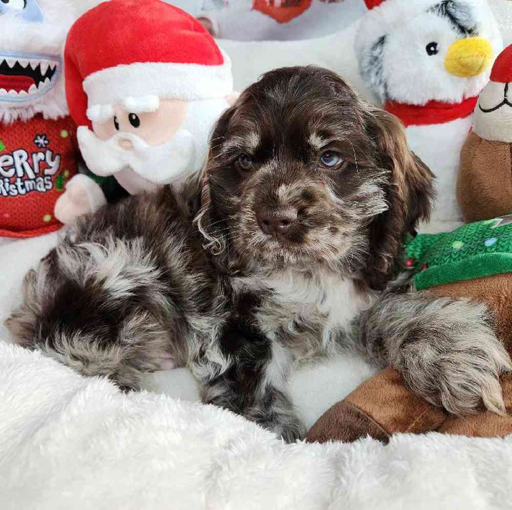 Male Cocker Spaniel Puppy for Sale in Virginia Beach, VA