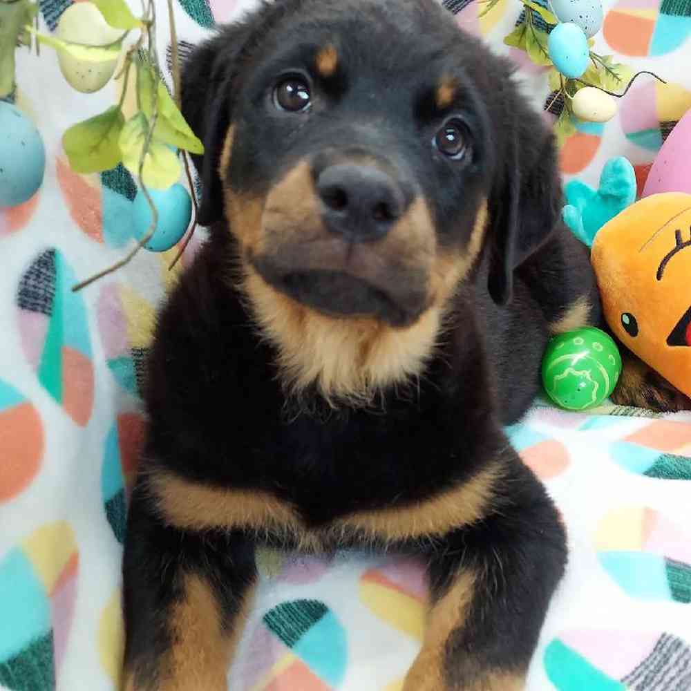 Female Rottweiler Puppy for sale