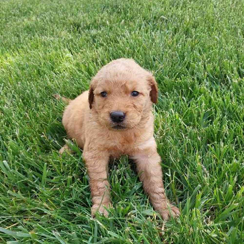 Female Golden Retriever Puppy for Sale in Virginia Beach, VA