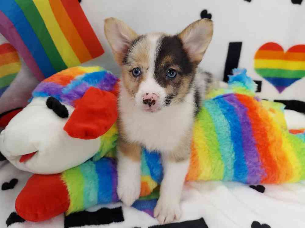 Female Mini Auggie Puppy for sale