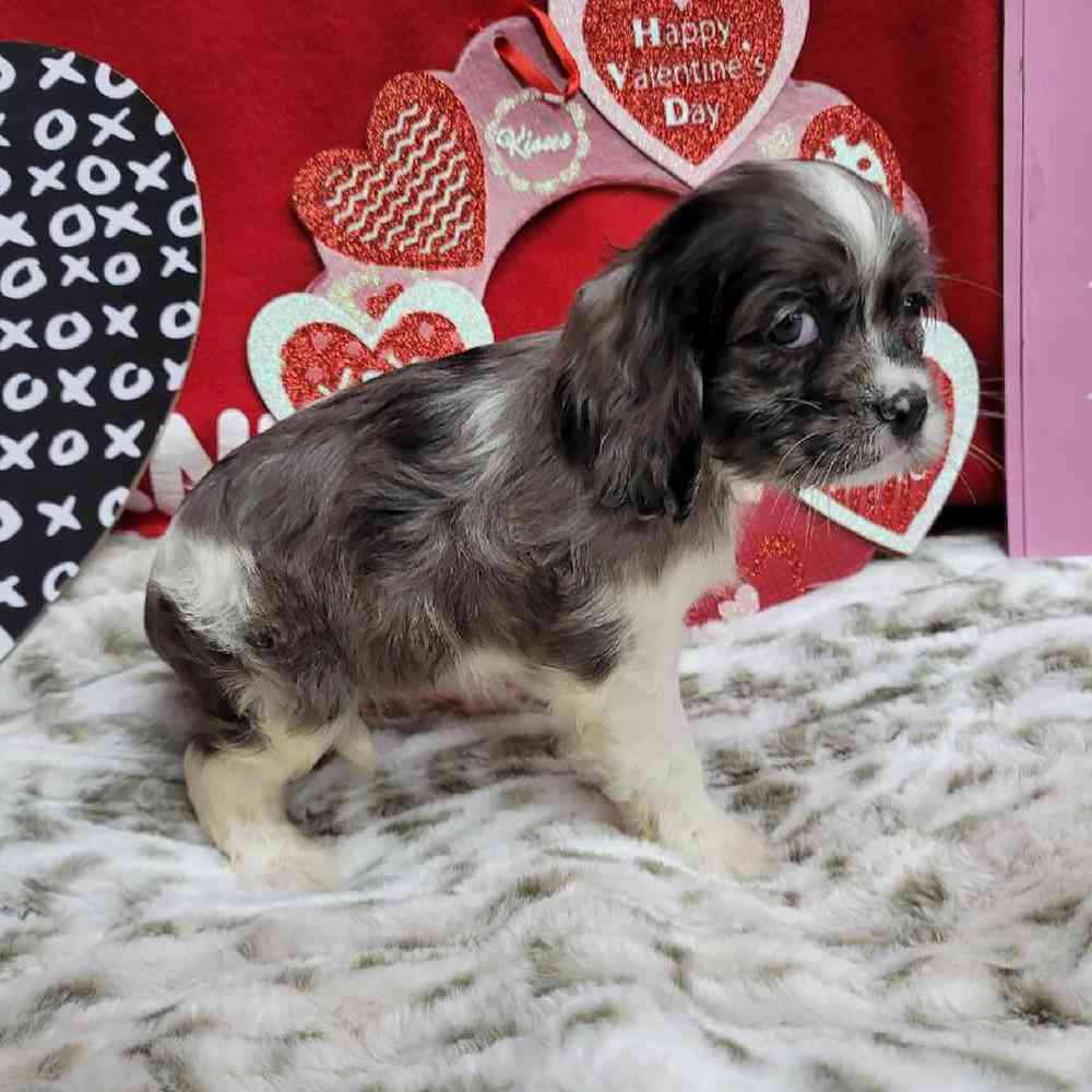 Female Cockapoo Puppy for Sale in Virginia Beach, VA