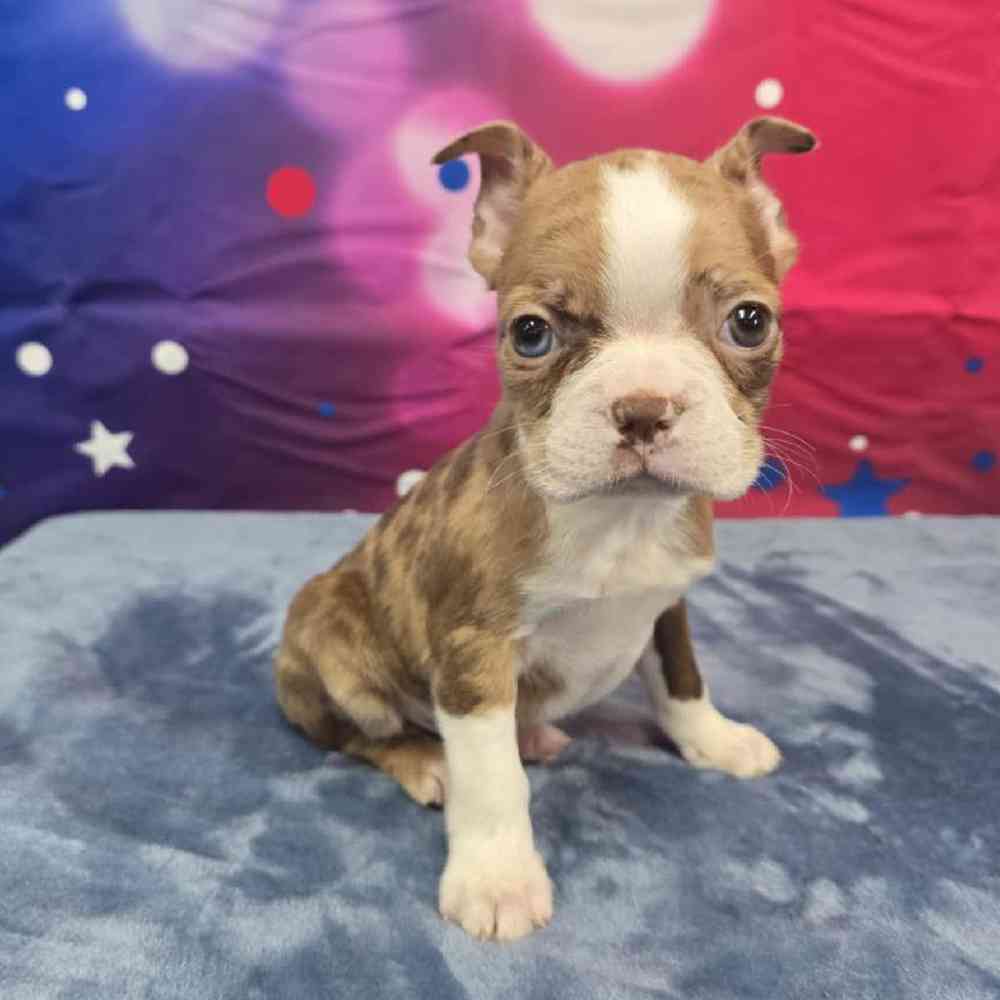 Male Boston Terrier Puppy for Sale in Virginia Beach, VA