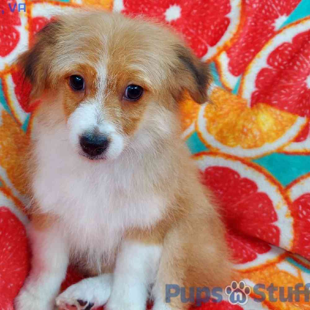 Male Toy Aussiedoodle Puppy for sale