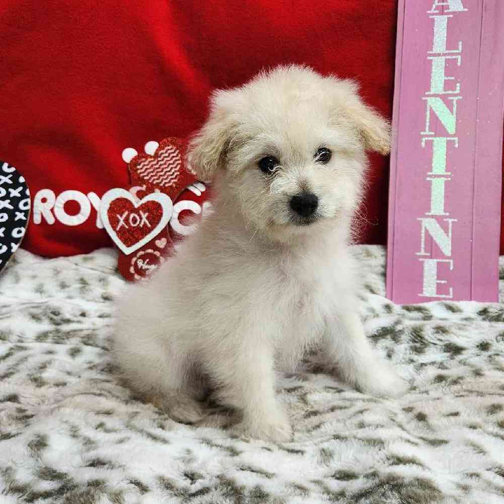 Male Pompoo Puppy for Sale in Virginia Beach, VA