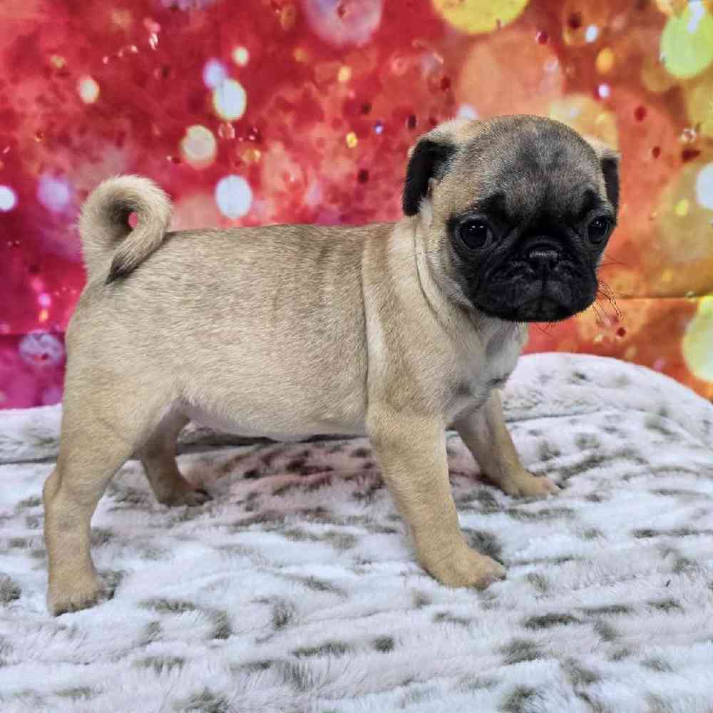 Female Pug Puppy for Sale in Virginia Beach, VA