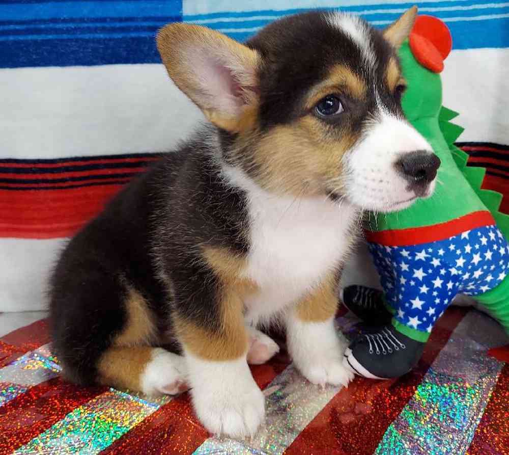 Male Pembroke Welsh Corgi Puppy for sale