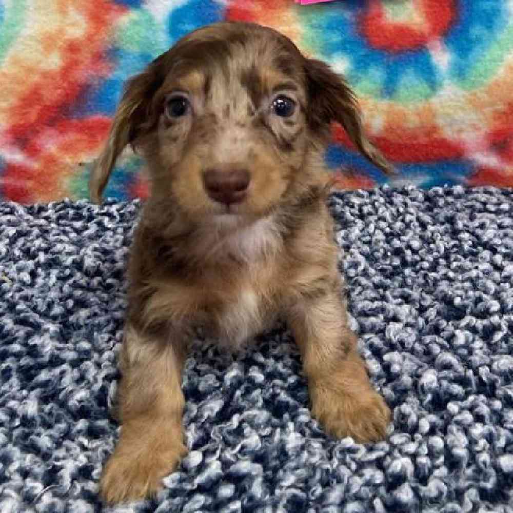 Male Dachshund Puppy for sale