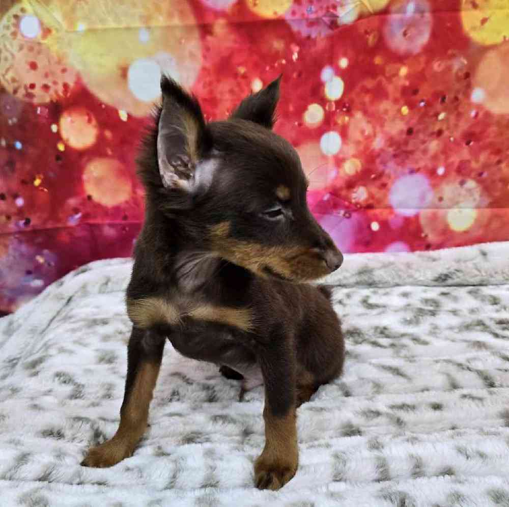 Male Min Pin Puppy for Sale in Virginia Beach, VA