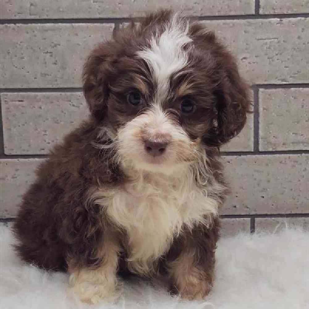 Female Mini Aussiedoodle Puppy for Sale in Virginia Beach, VA