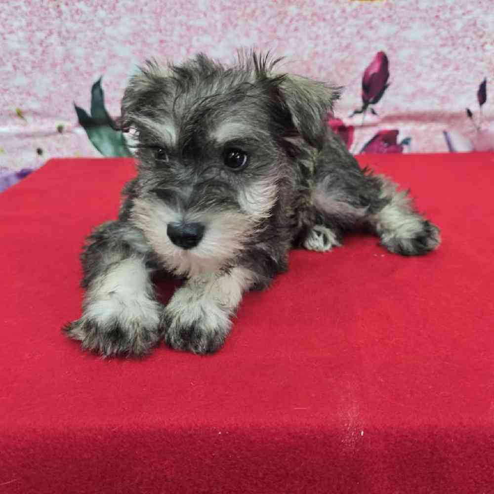 Male Mini Schnauzer Puppy for Sale in Virginia Beach, VA