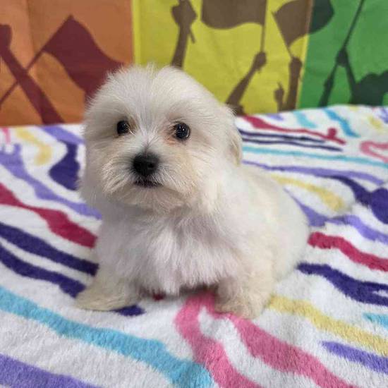 Maltese