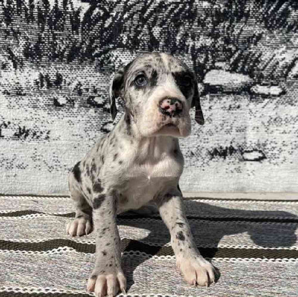Male Great Dane Puppy for sale