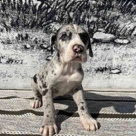 Great Dane