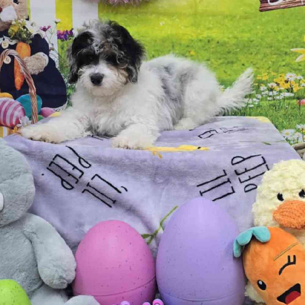 Male Mini Bernadoodle Puppy for Sale in Virginia Beach, VA