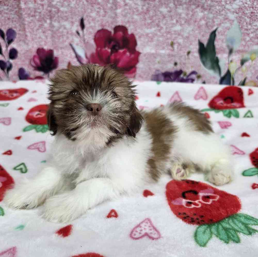 Female Shih Tzu Puppy for Sale in Virginia Beach, VA