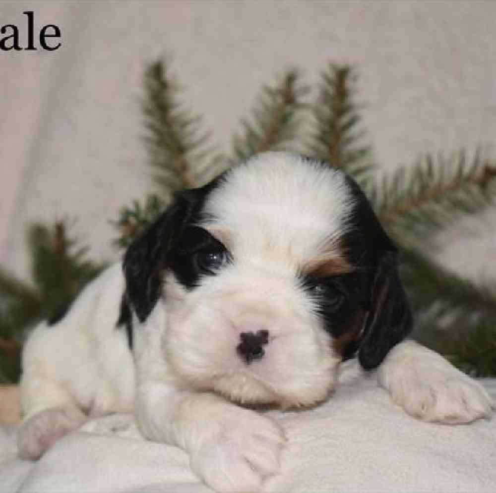 Male Cavalier King Charles Spaniel Puppy for Sale in Virginia Beach, VA