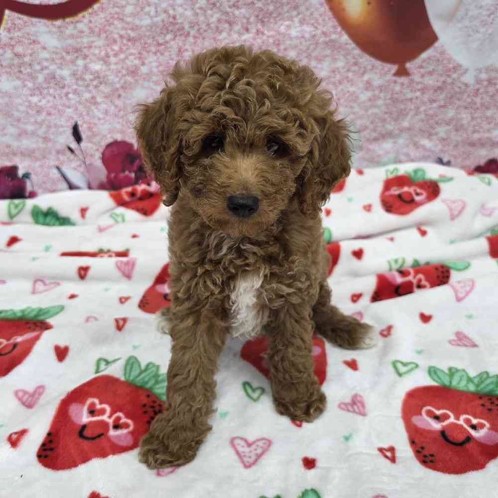 Male Mini Goldendoodle Puppy for Sale in Virginia Beach, VA