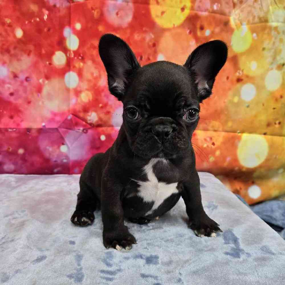 Female French Bulldog Puppy for Sale in Virginia Beach, VA