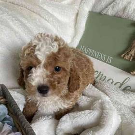 Bichonpoo