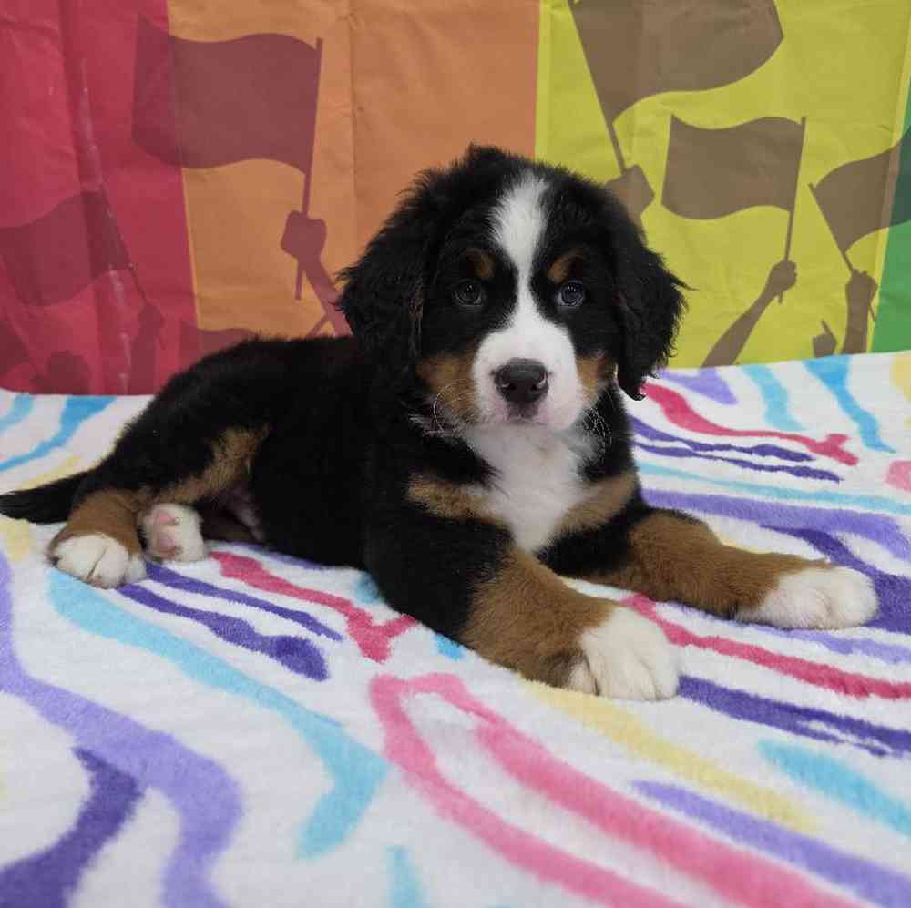 Male Bernese Mountain Dog Puppy for Sale in Virginia Beach, VA