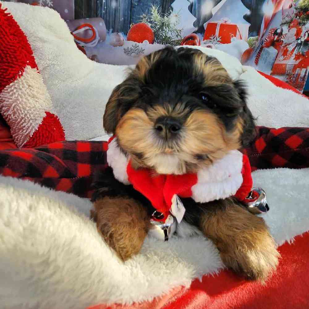 Male Morkie Puppy for Sale in Virginia Beach, VA
