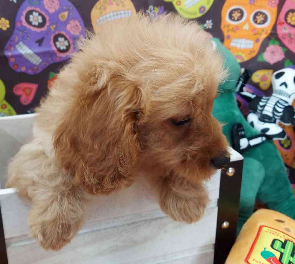 Male Cavapoo Puppy for sale