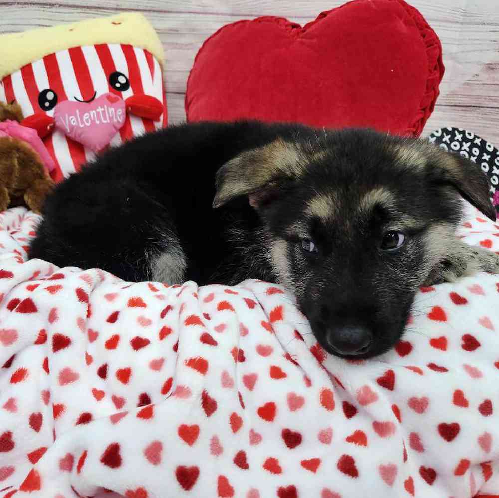 Male German Shepherd Puppy for Sale in Virginia Beach, VA