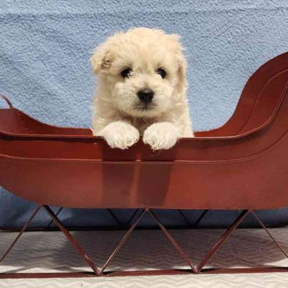 Male Pompoo Puppy for Sale in Virginia Beach, VA